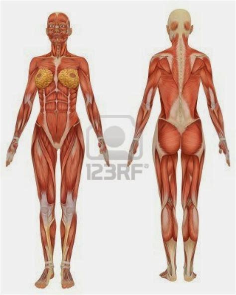 Front view of muscles, skeleton, organs, nervous system. Observational Drawing: Muscle Drawing: Reference Images