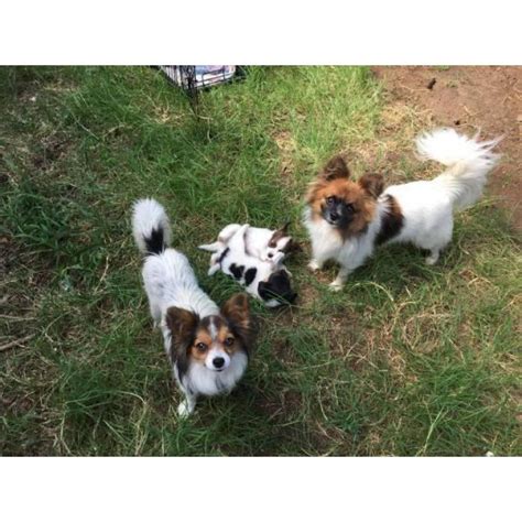Baby is a male papillon puppy for sale born on 5/8/2018, located near delaware and priced for $799. Papillon Puppies - 3 Males Left in Wichita, Kansas ...