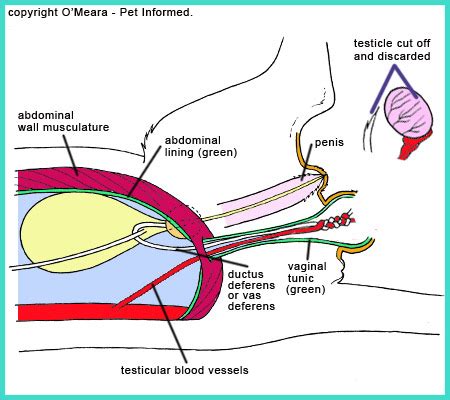 Spay and neuter are surgical procedures, so a licensed vet, typically assisted by one or two technicians, will perform the operation in a sterile environment. Feline Neutering - All About Male Cat Desexing.