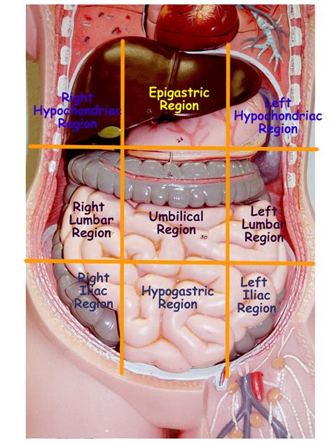Portion of stomach, small and large intestines. Human Body Quadrants, Regions and Cavities Quiz - Quizizz