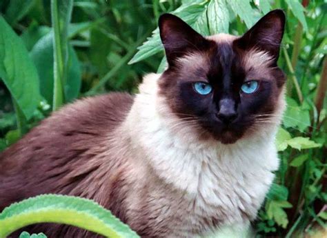 Yes, you could simply name your cat muffin or snowball and leave it at that, but there are so many cute kitty names out there which can capture the. Top 50+ Best Male Balinese Cat Names - PupsToday