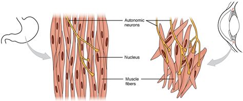 Smooth muscle is under involuntary control and is innervated by the autonomic nervous system. Muskelphysiologie: Muskelkontraktion, Querbrückenzyklus ...