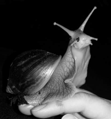 My giant african land snail & her babies! How to Care for Giant African Land Snails: 15 Steps
