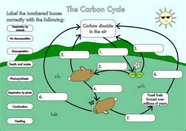 A series of questions that helps students explore and understand the carbon cycle. GCSE Carbon Cycle worksheets and A3 wall posters by ...