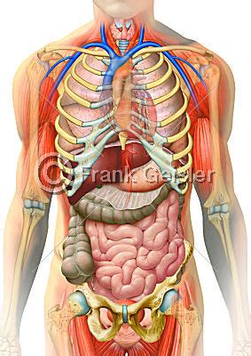 Both systems are connected with each other by perforating lymph vessels, which penetrate the fascia. MediDesign Frank Geisler: Bild: Anatomie Organe im Rumpf ...