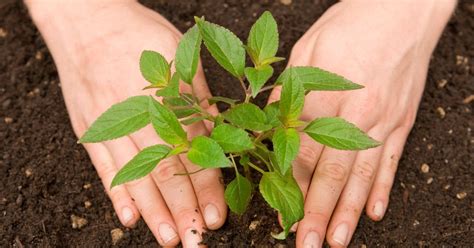 Maybe you would like to learn more about one of these? Garten pflegen: Was im Februar zu tun ist | BUNTE.de