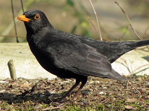 Botanischer garten münchen die 21. Vögel im Botanischen Garten der RUB - Fotoreiseberichte.de