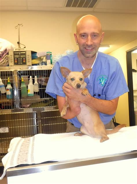 Work on the building at 4441 pacific ave. Olympia Pet Emergency Provides ER for Injured and Sick ...