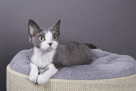 Die schnurrbarthaare sind bereits jetzt. Katzenzucht von der Clarida - Devon Rex Katzen