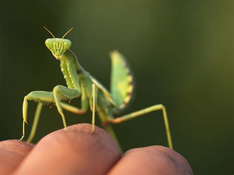 Praying mantids have expressive faces and long arms that make them seem almost human. Can a Praying Mantis Bite Me? Treatments for an Unlikely ...