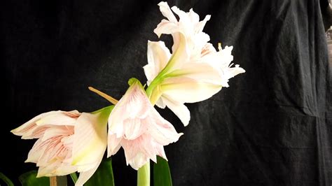 To force a potted amaryllis to bloom for the winter holidays, cut back the flower stalk after blooming stops, but allow the foliage to continue growing. Amaryllis blooming - YouTube