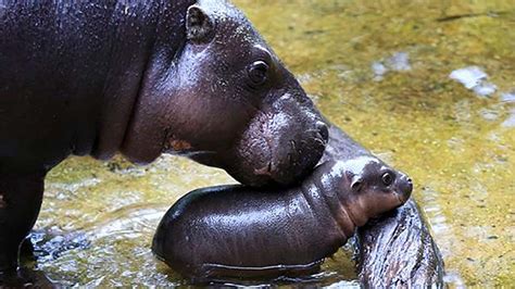 Harry, an 11 lbs baby pygmy hippo was born at the cango wildlife ranch in oudtshoorn, south africa, march 22, 2012. Baby pygmy hippo gets adorable swimming lesson from mom at ...