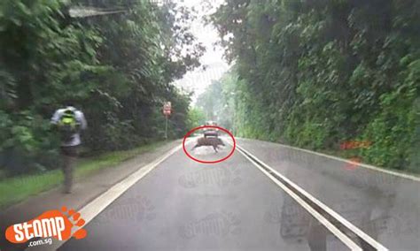 Wild boar crashes canteen in china. Huge adult boar bolts across Punggol Road in front of oncoming traffic - Stomp