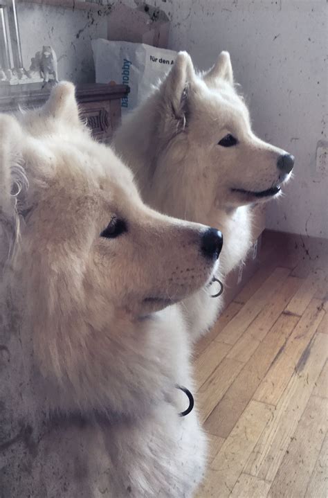 Sweet things to say to your wife to make her smile 1. samoyed girl @riinapolarbear with her wonderful mom (With ...