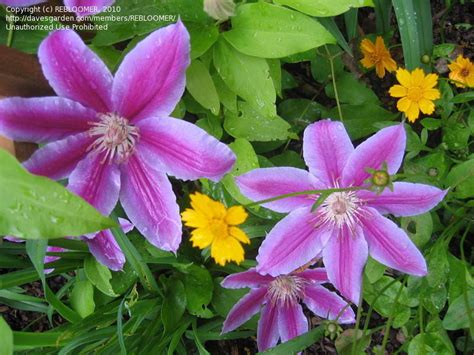 We did not find results for: PlantFiles Pictures: Clematis, Early Large-flowered ...