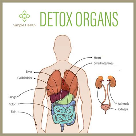 While it's definitely better to keep the body active. The yoga diet part three: The truth about detoxing and ...