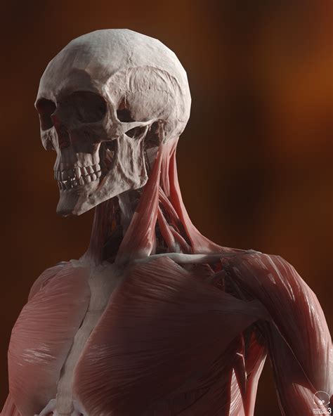 The human phantom is available online and will make it possible to perform experiments no live human could undergo. Dan Nacu - Human Body (Real Time)