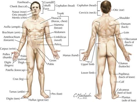 What is the name and location of the world?s largest library? Introduction to the Human Body | Basicmedical Key