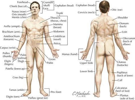 Nomina anatomica (na) was the international standard on human anatomic terminology from 1895 until it was replaced by terminologia anatomica in 1933. Introduction to the Human Body | Basicmedical Key