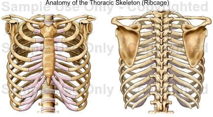 They make up the longest part of your back. Picture Of What Is Under Your Rib Cage / The Thoracic Cage ...
