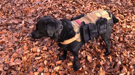 The global movement for #tribalpeoples. Survival Rucksack For Your Dog (Onetigris) - YouTube
