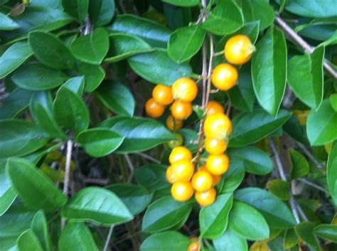 This vine's flowers aren't showy, but they form dark berries that attract birds. Purple Flowers Yellow Berries In Borneo Island | Flowers ...