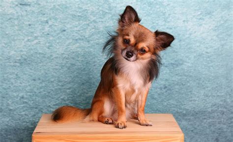 We are offering 3 long haired chihuahua puppies (one litter) and 3 short haired chihuahua puppies (2nd litter) for. adult long-haired sable chihuahua, chihuahua, dog, small ...