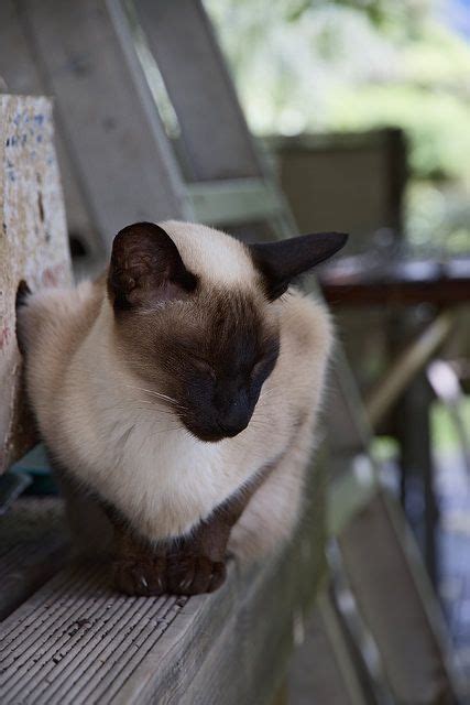 Huge sale on siamese cats now on. Hypoallergenic Cat Breeds | Cat breeds siamese, Cat breeds ...