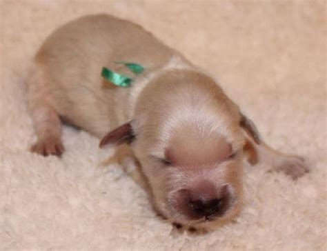 Photo by kris wong / getty images. just born golden retriever puppies images | Water Sky