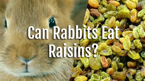 Can Rabbits Eat Raisins? | Pet Consider