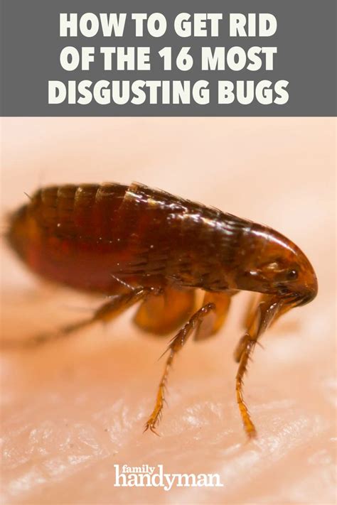 Cayenne pepper is effective in getting rid of aphids and other pests in most plants. The 16 Most Disgusting House Bugs and How To Get Rid of ...