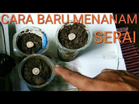 Cara mudah tanam serai dalam pot atau ditanah seperti di halaman rumah tentu akan cara menanam serai, cara menanam serai, cara menanam serai, silahkan subscriber, like, coment. Cara Menanam Serai - YouTube