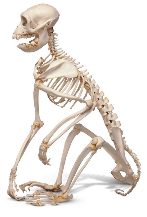 We did not find results for: How Many Bones Make Up The Back Bone / Bones Of The Human ...