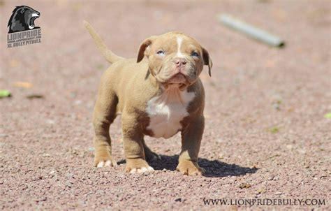 American bully puppy prices can vary quite a bit — depending on the breeder, bloodline or class. American Bully Xl Puppy For Sale Uk