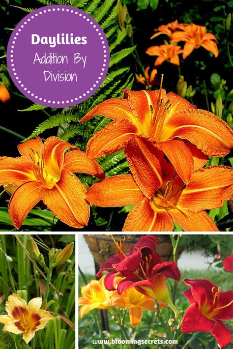 Check spelling or type a new query. Check out these tips on how to increase the amount of Daylilies in your garden. | Diy garden ...