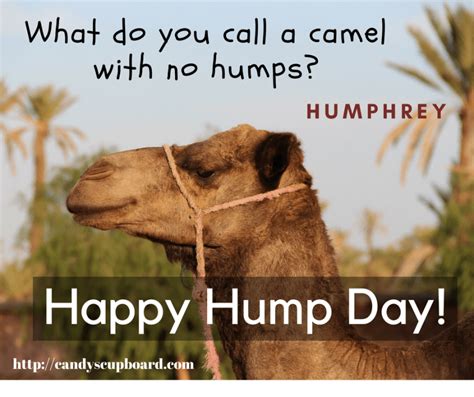 Well now you have me worried and i think i am keeping 9 year olds away from my camels!!! Hump Day Humor - Candy's Cupboard