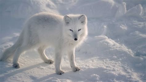 Arctic liquid freezer ii и freezer 50 tr: Places and Attractions in Arctic Canada - Natural World ...