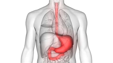 Human body parts are not very complicated; Esophagus and Stomach Cancer Symptoms, Diagnosis, and ...