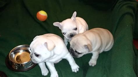 French bulldog puppies and children. French Bulldog Puppies Playing - YouTube