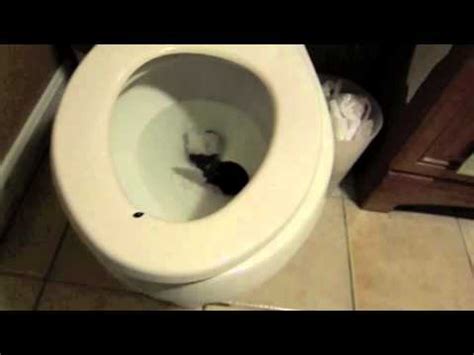 Young blonde bombshell with giant melons jessica moore is able to put two dudes in a better mood. RAT IN THE TOILET - YouTube