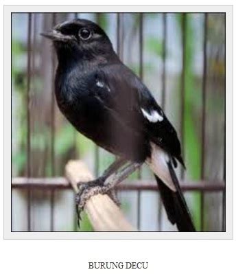 It is found in the indian subcontinent and southeast asia. Makanan Kesukaan Burung Decu Kembang - Suara burung kicau