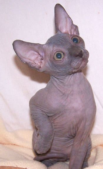 There are often many great sphynxs for adoption at local animal shelters or rescues. Sphynx Kittens for adoption. Male and Female