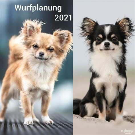 Häuser kaufen & verkaufen über kostenlose kleinanzeigen bei markt.de. Chihuahua Welpe (bis 3 Monate)