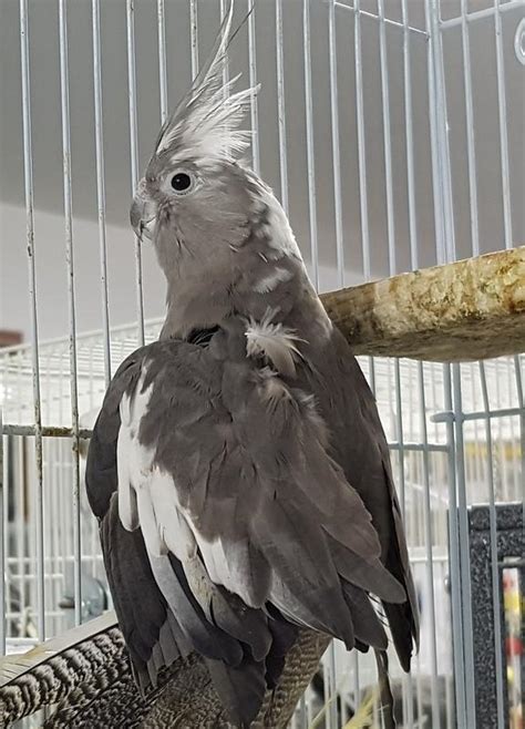 He used to take old clothes apart and then staple pieces back together again. Cockatiels-for-Adoption