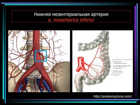 Мезентериальный тромбоз мкб 10. Атеросклероз мезентериальных сосудов. Тромбоз мезентериальных артерий. Тромбоз сосудов брыжейки. Мезентериальный тромбоз сосудов.