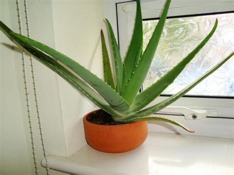 Efficacy and safety of aloe vera syrup for the treatment of gastroesophageal reflux disease: How to Grow Aloe Vera ? ( Aloe Barbadensis Miller )