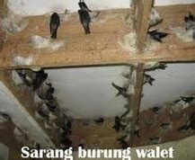 Keistimewaan utama burung walit ialah sarang yang diperbuat daripada air liurnya yang telah menjadi ubat tradisional sejak dahulu kala terutamanya di china. Anim Agro Technology: BURUNG WALIT - SATU INDUSTRI (2)