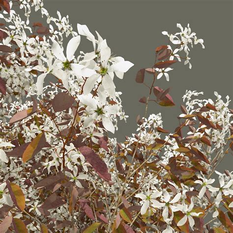 The serviceberry is exceptionally hardy to zone 2. Serviceberry - The Grove 3D Trees