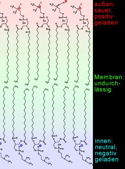 Ein protonenpumpe ist ein integrales membranprotein pumpe. PH-Gradient