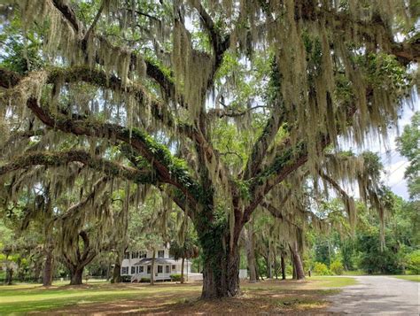 The staff speaks multiple languages, including english and spanish. Spanish Moss | South Carolina Lowcountry